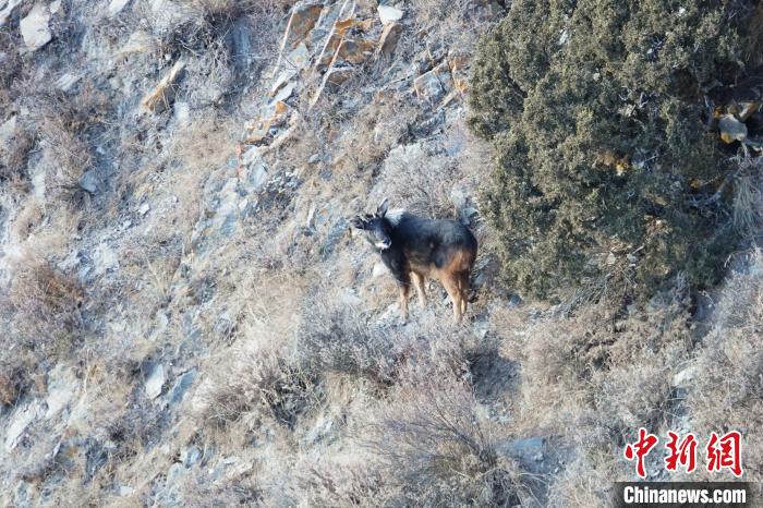 香港四不像图正版资料大全 理论分析执行_环保版